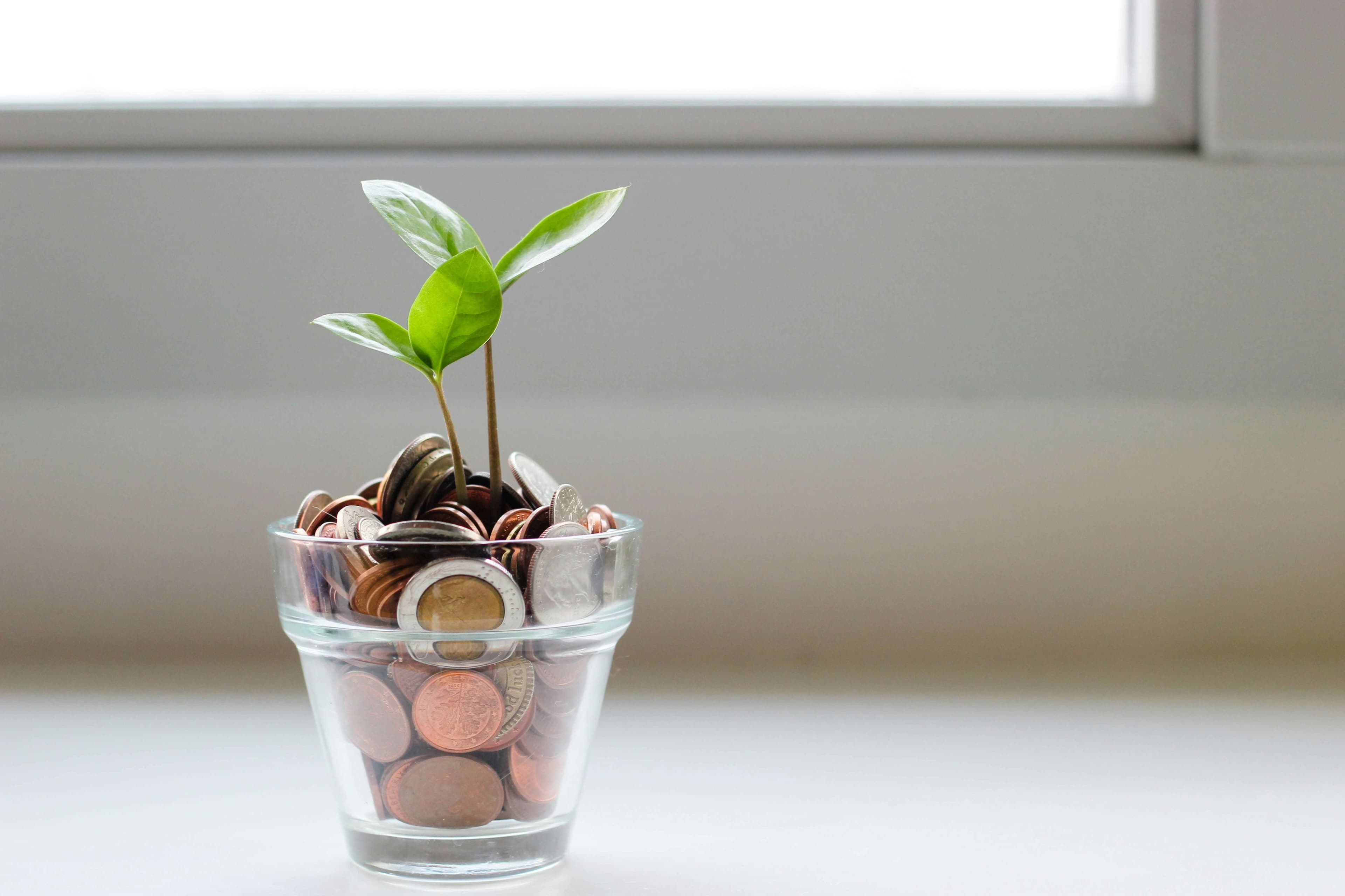 The pot with coins and growing plant